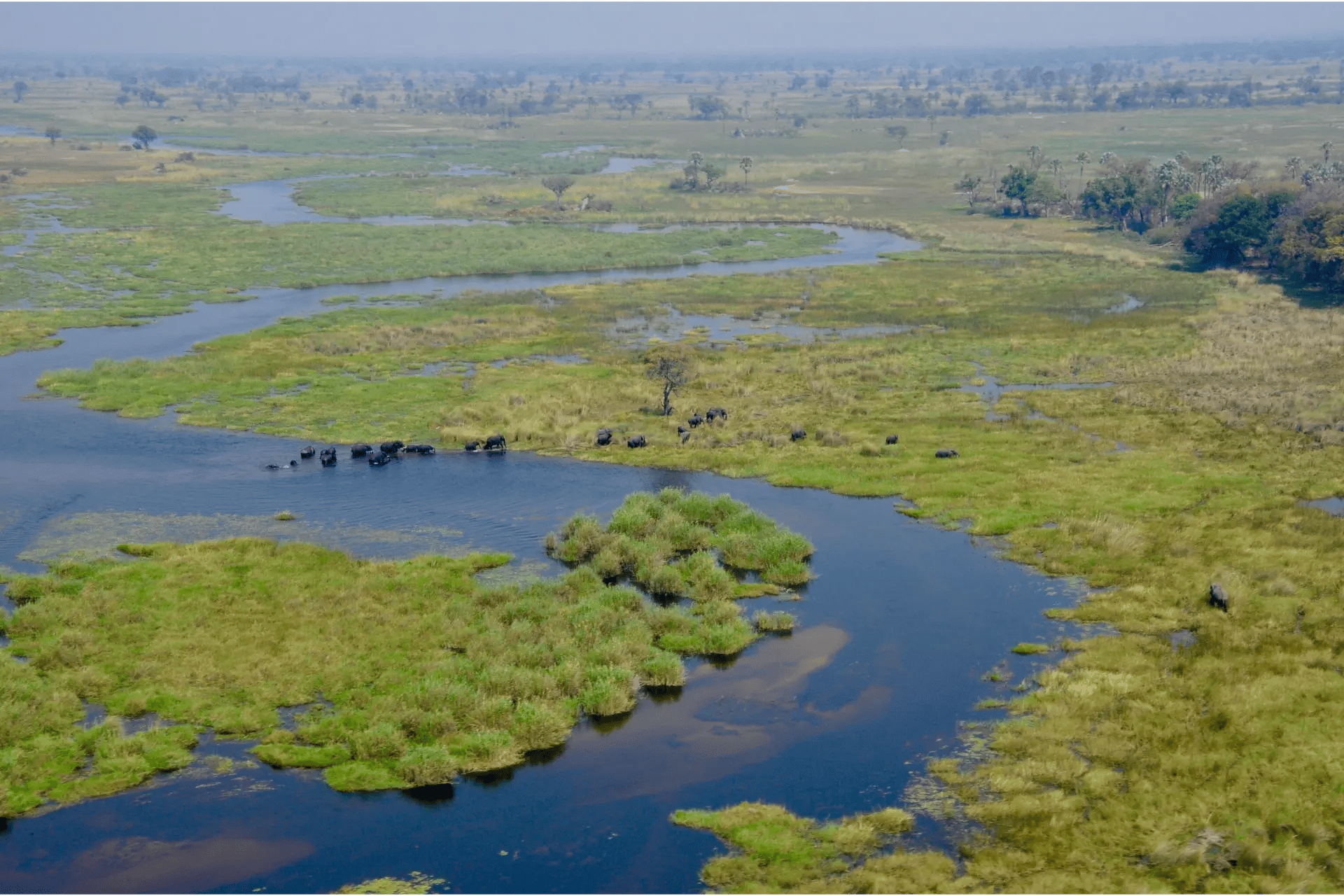 Enjoy the beauty of okavango delta