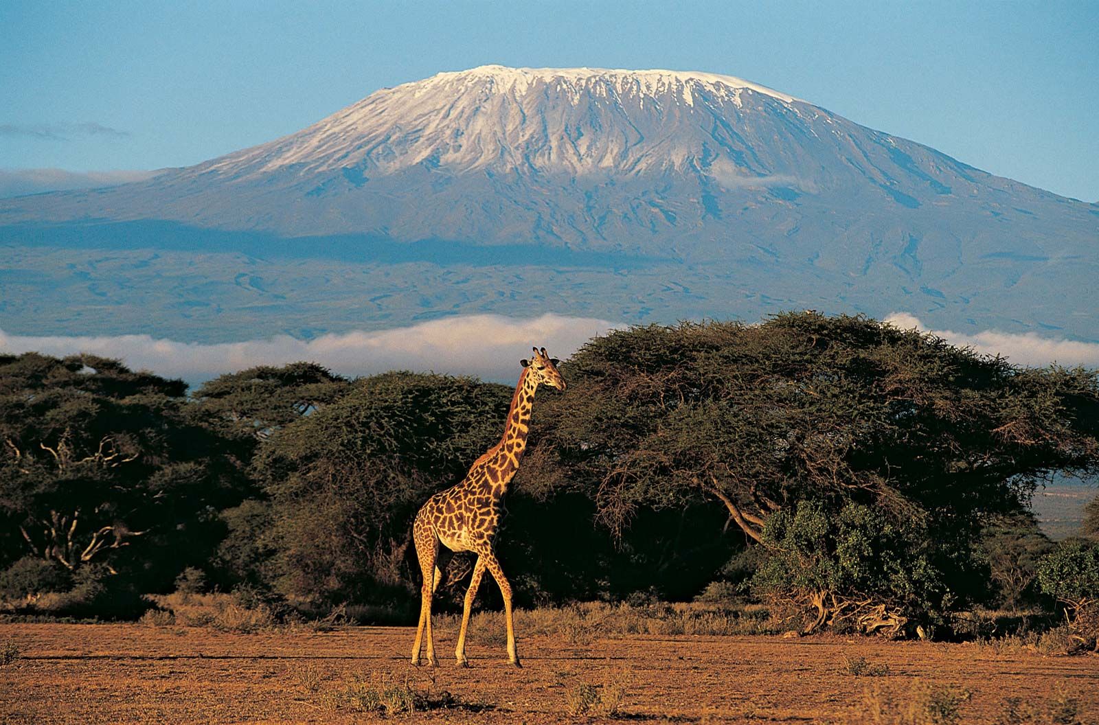 Enjoy the beauty of Mountain Kilimanjaro