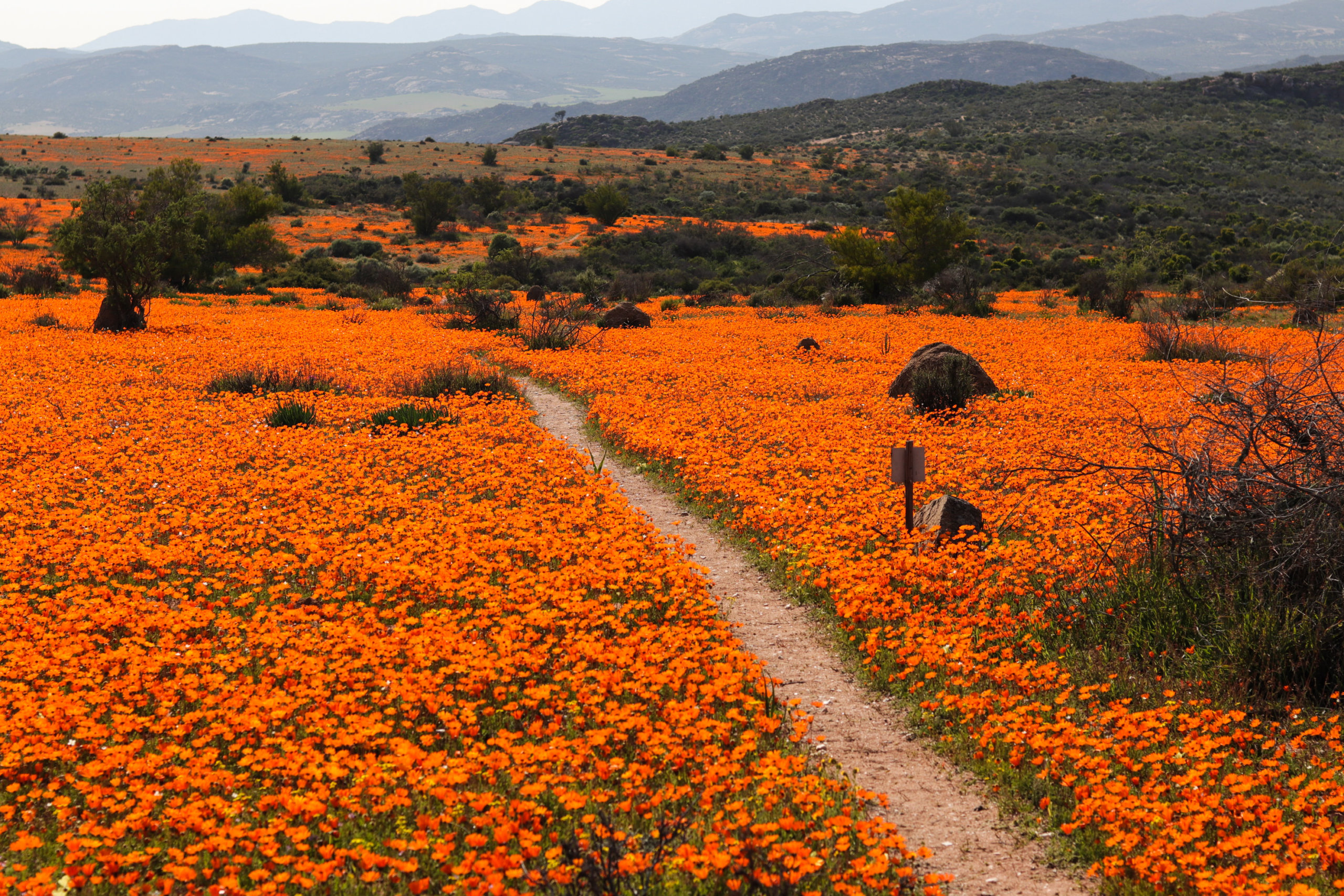 Enjoy the beauty of Namaqualand